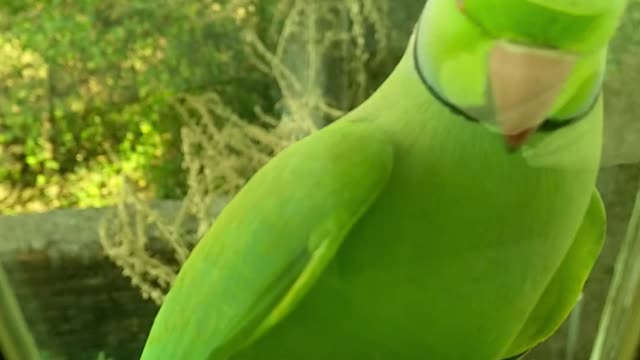 green parrot perched on a glass window