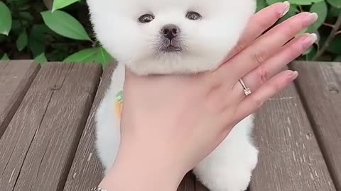 Dog cute, cute dog ,fluffy dog