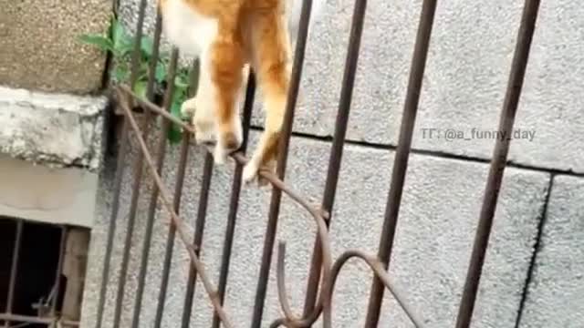 Funny cat walk in the gate .