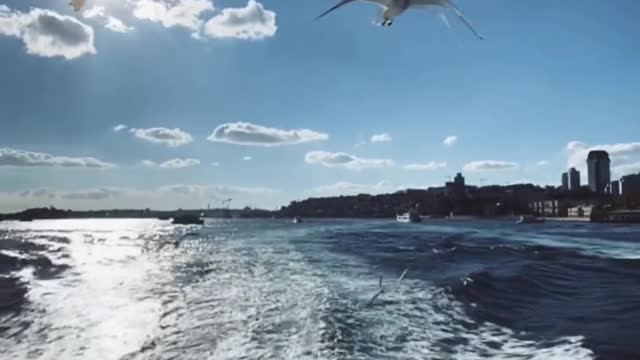 panning-shot-of-seagulls-flying-in-the-sea