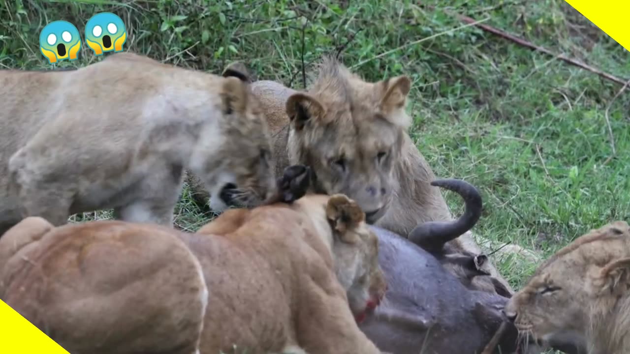 Lions 🦁 hunting wild beast in epic style
