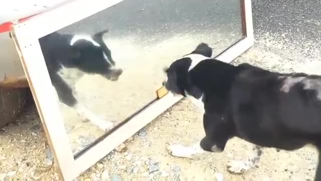 Mirror prank dog