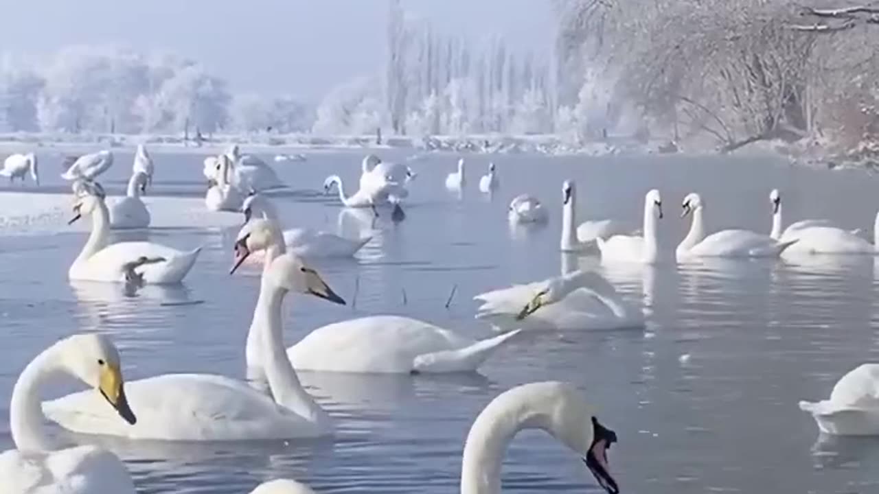 They not afraid of cold in winter