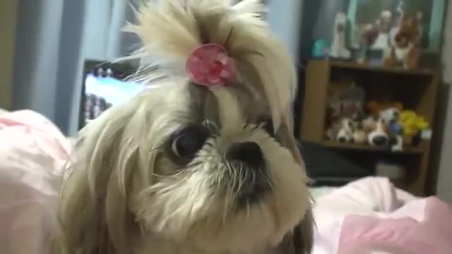 cute dog talking mom