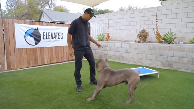 Dog training for smart way