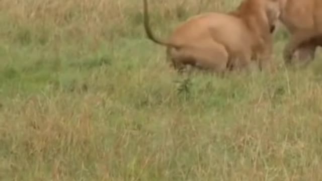 WILD ANIMALS HUNTING PREY COMPILATION RELAX FOR LIFE #54