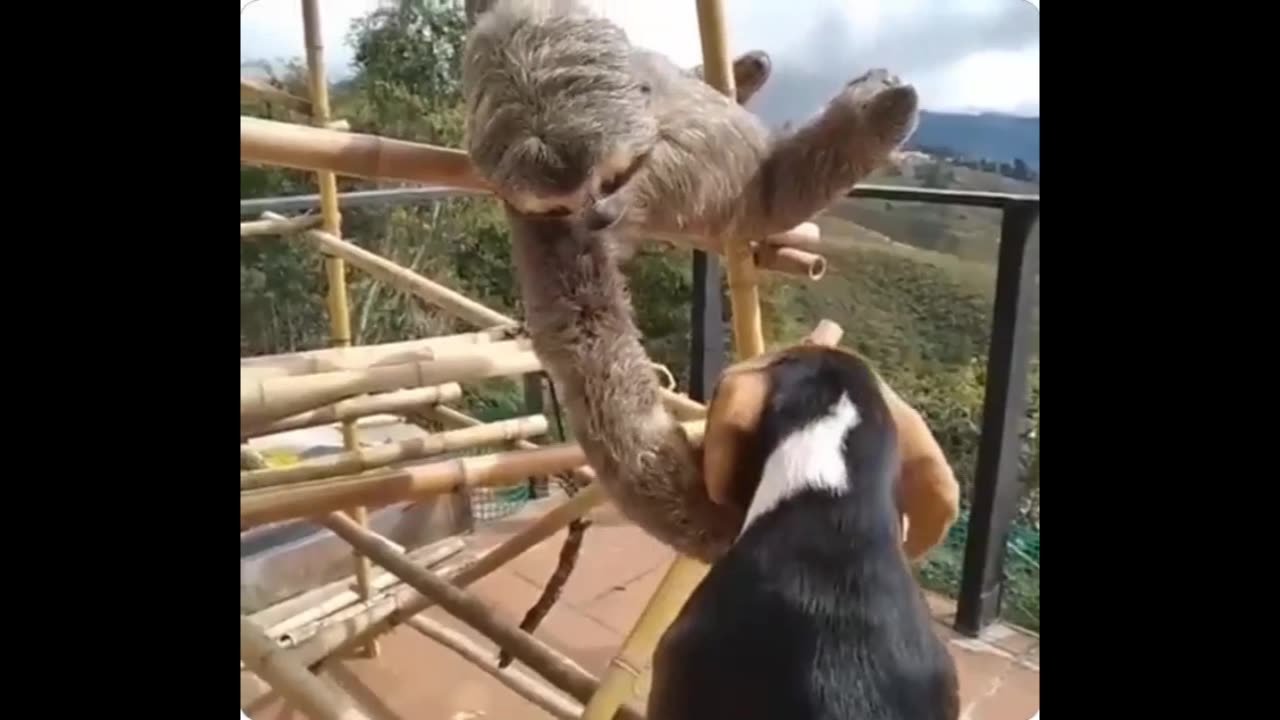 Pervy Sloth.