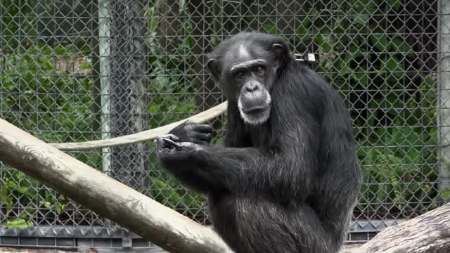 Beautiful monkey puzzled