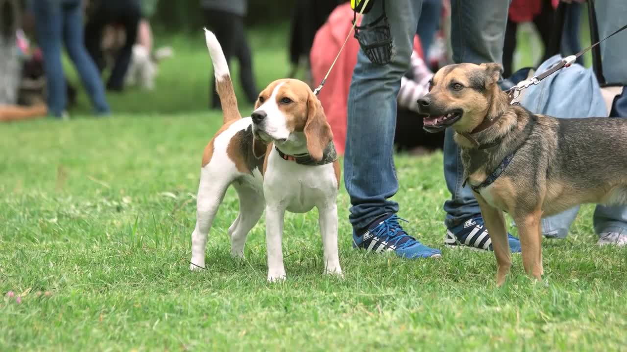 Kyiv, Ukraine. Patiently staying dogs. Two leashed dogs are patiently staying