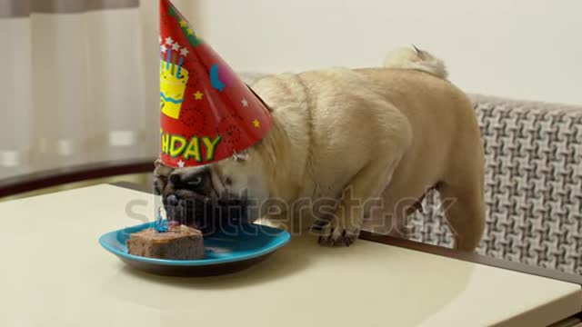 Funny pug dog birthday party