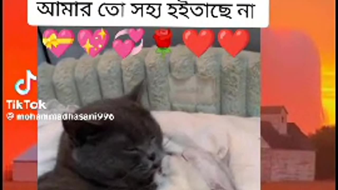 Funy video