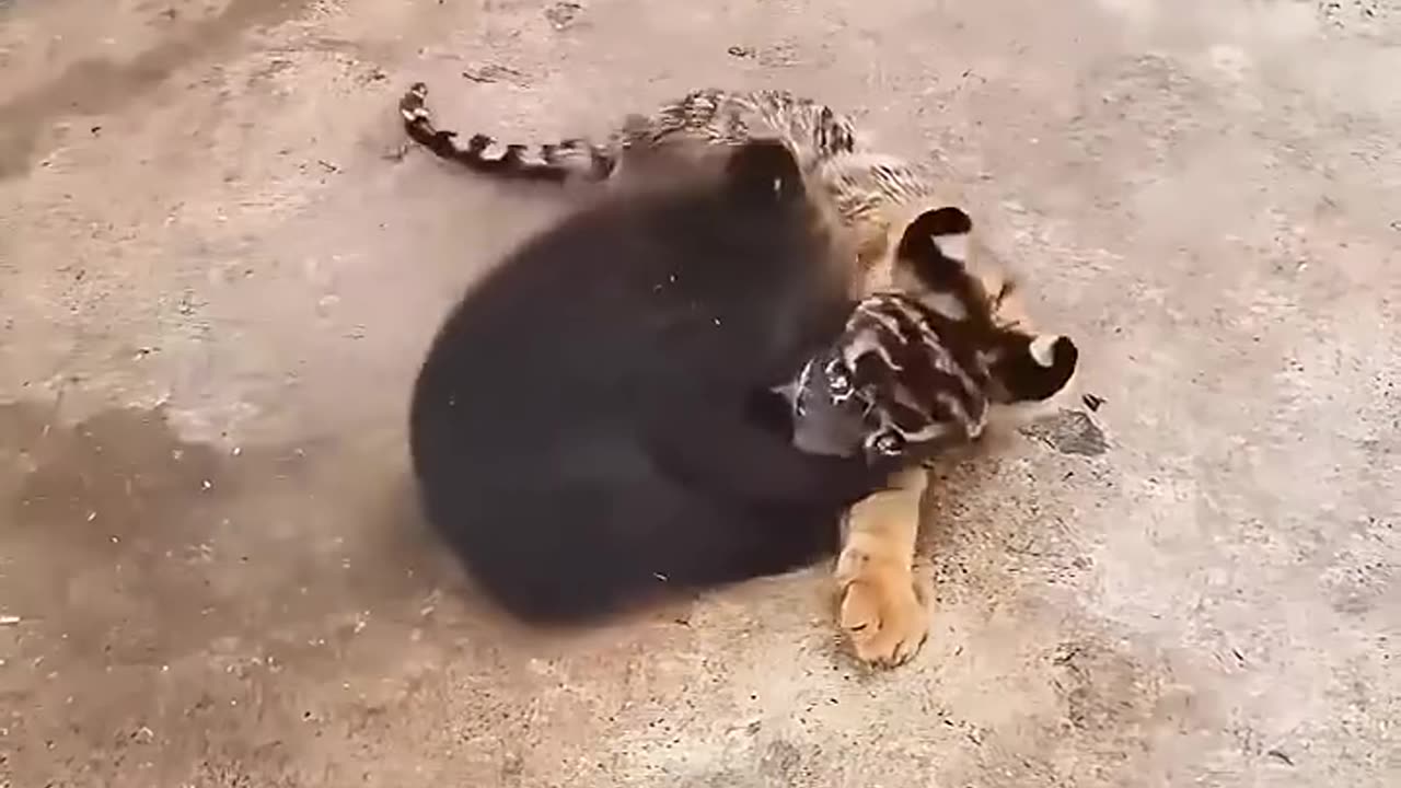 The pure friendship between a baby bear and tiger cub ❤️