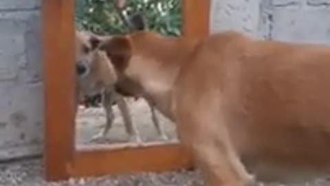Broma al perro