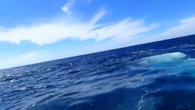 Blue whale appears out of nowhere!