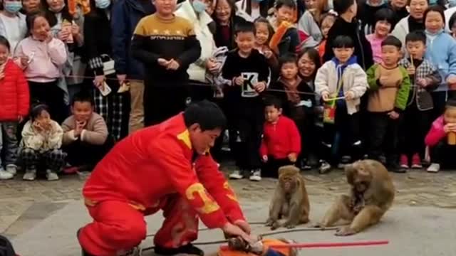 The beast smarter than the human being