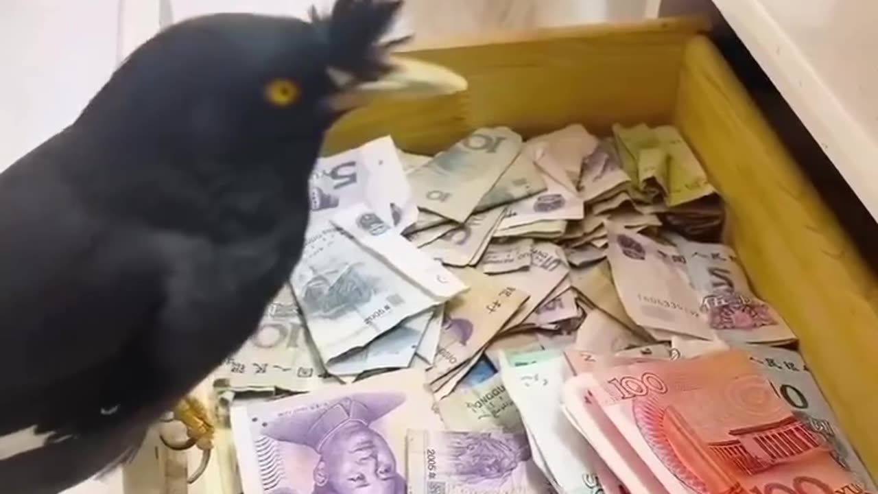 Bird get cash