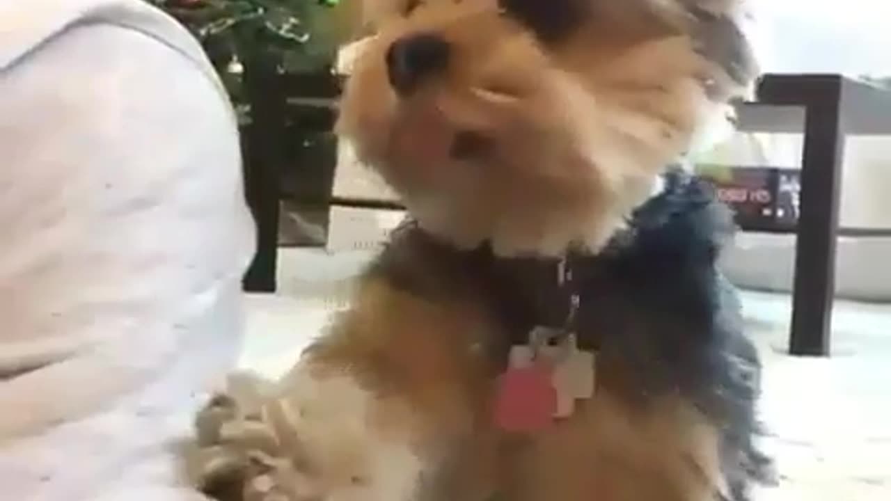 Funny cute dog