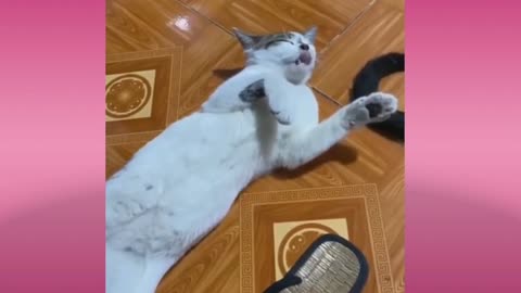 Cute and Funny Pets Moments