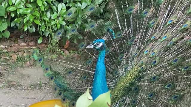 The peacock