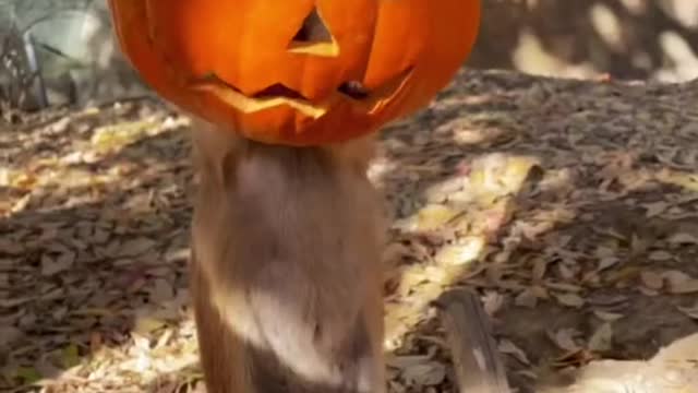 Happy Halloween!! These pumpkin feeders were fun for all! 🎃