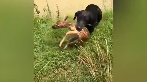 Pet Dog save baby deer form drowning