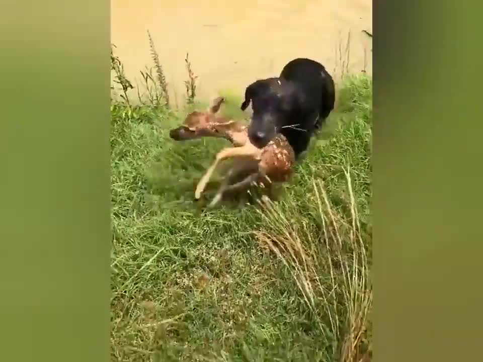 Pet Dog save baby deer form drowning