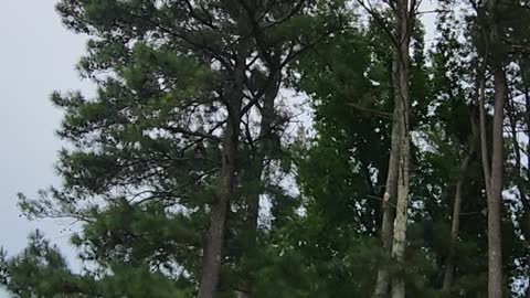 Hawk in the pines