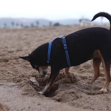 Dogs & puppies -- dog are planning in sand