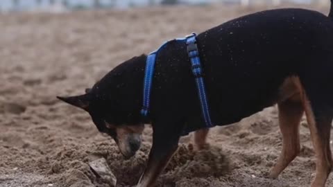 Dogs & puppies -- dog are planning in sand