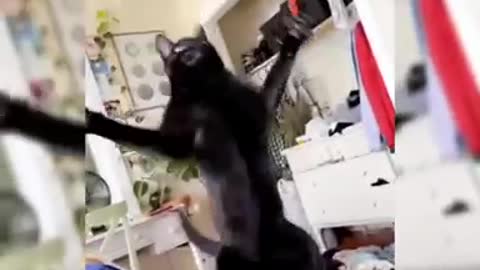 The Ultimate Viral Cat Video