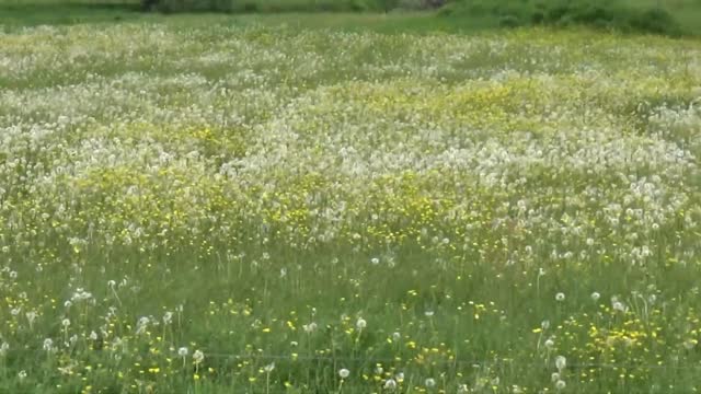 Dandelions