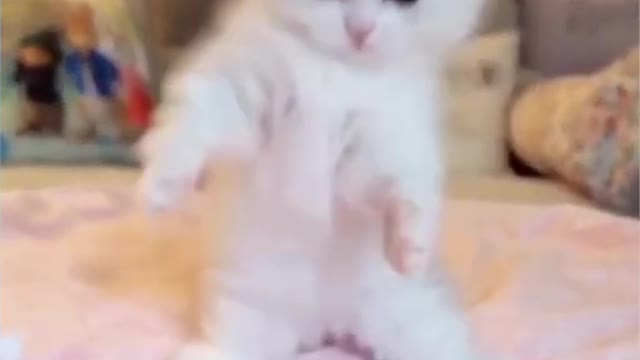 The kitten jumps | Funniest video about kitten | Funny video 2021 #animals #shorts