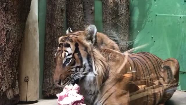 a big, scary tiger