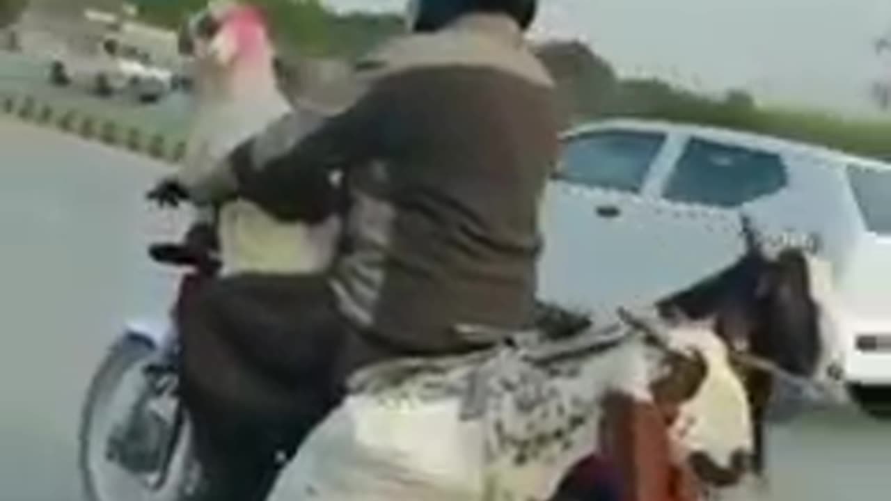 Funny Video