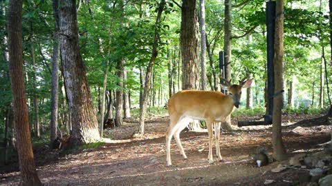 The Woods - 07/01/2021