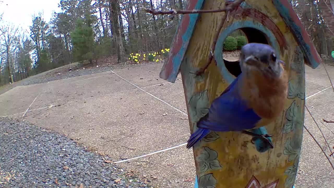 bluebird at his new home