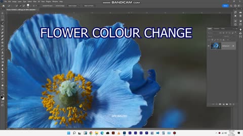 flower colour change for adobe photoshop 2024