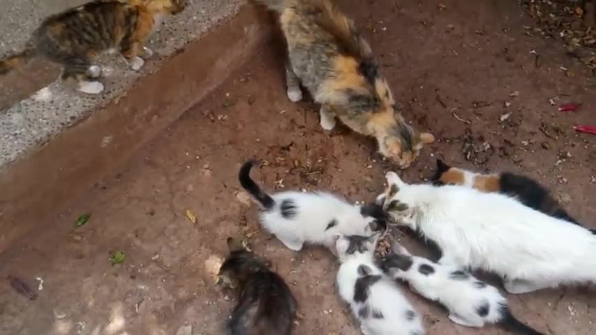 hungry cats and kittens fighting over food , chats et chatons se bagarrent pour manger