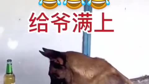 funny dog video