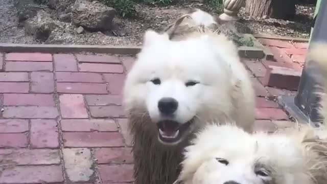 All white dog gets extremely muddy