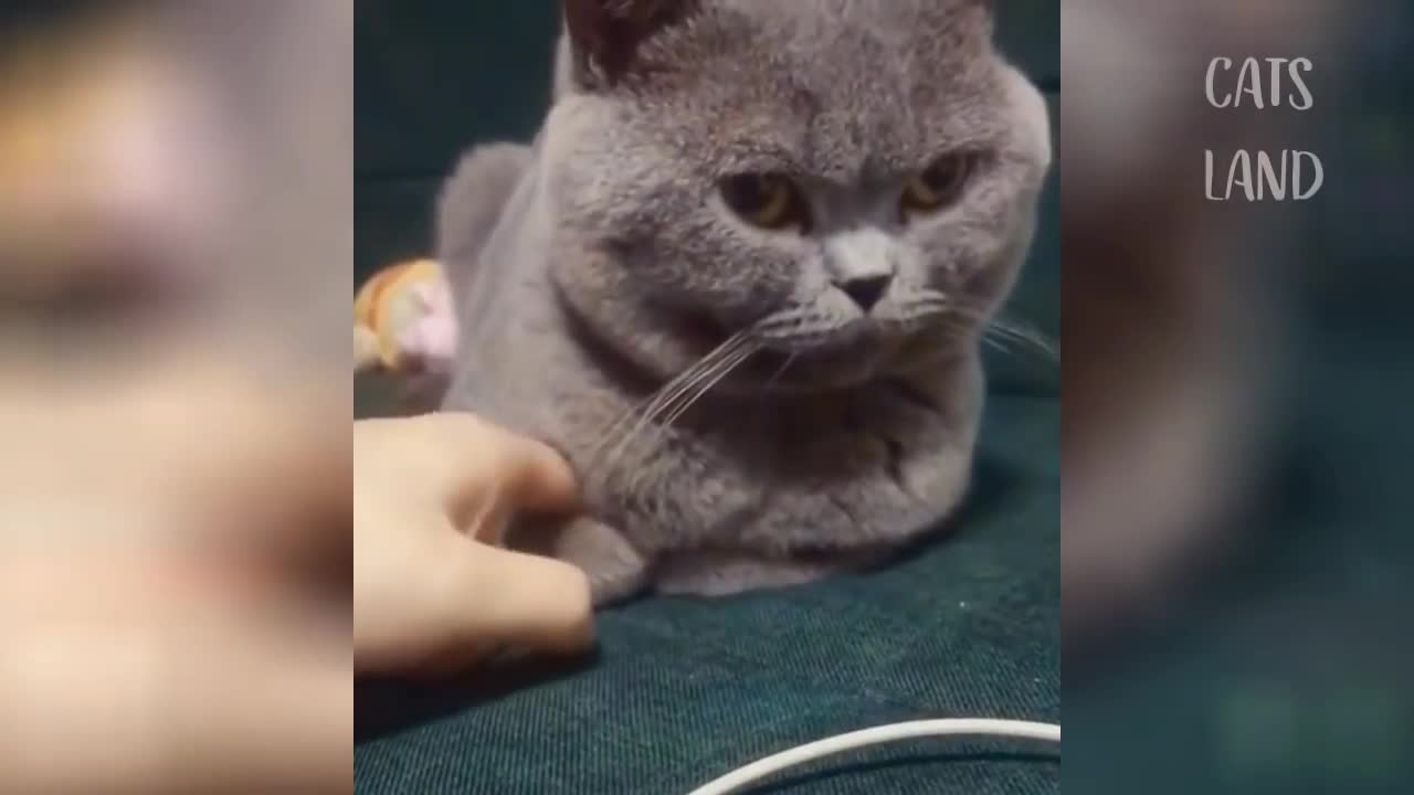 Best funny cat video