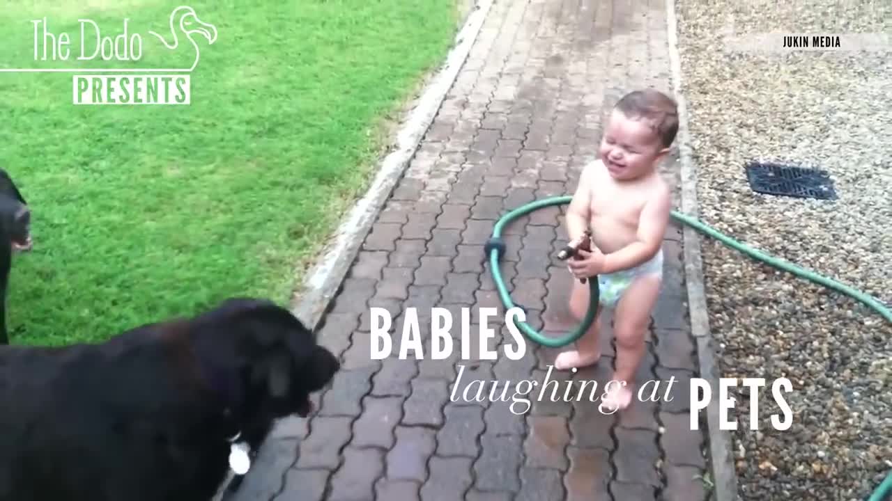 Babies laughing at animals. Funny video