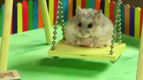 Tiny hamster in a tiny playground 🐹