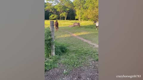 Try Not to Laugh at These Funny Animals Videos!
