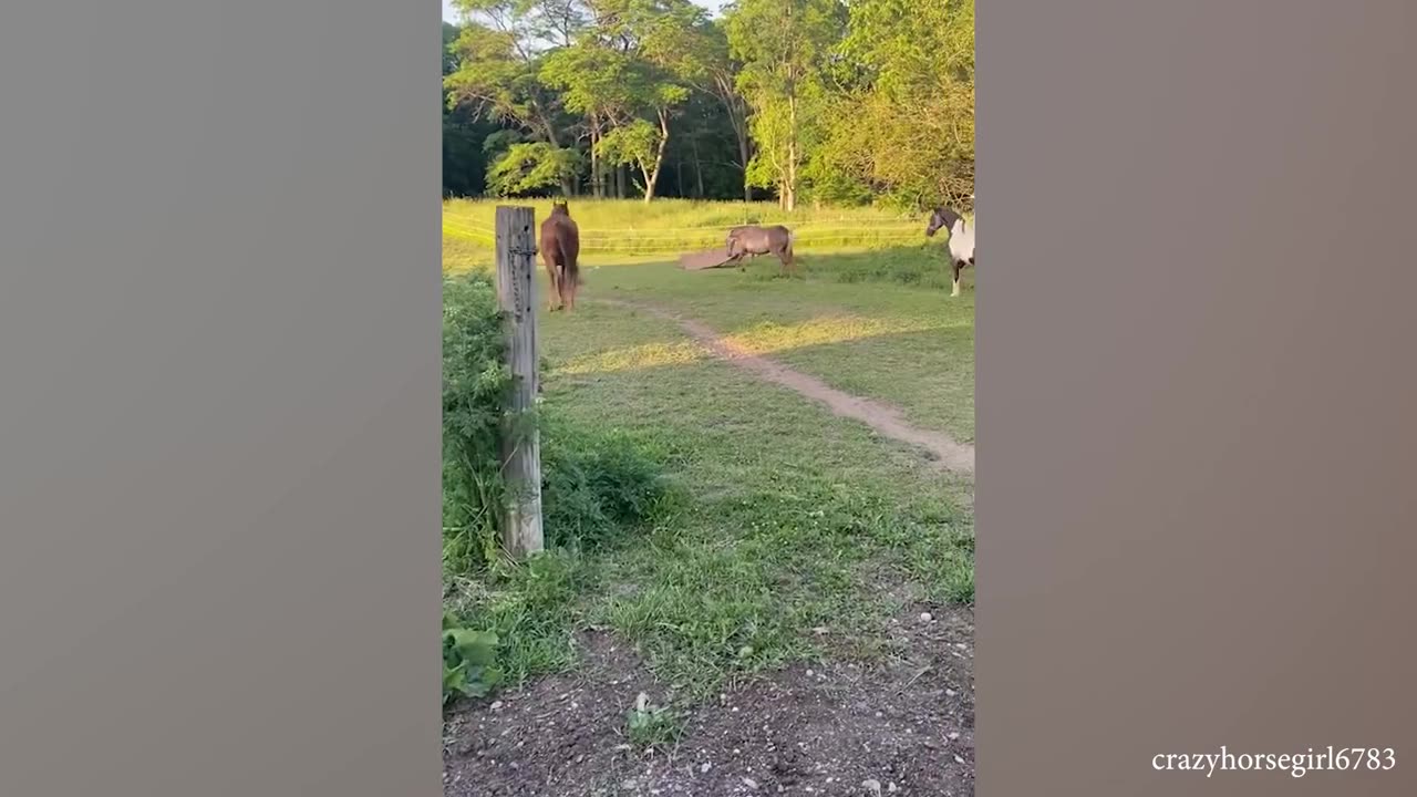 Try Not to Laugh at These Funny Animals Videos!