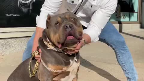 American Bulldog wearing a coller worth $250,000