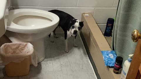 I want a shower dog