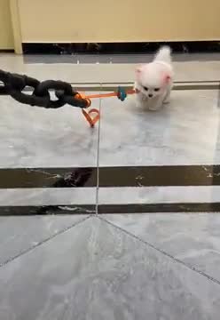 Cute baby Dog funniest cute