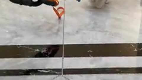 Cute baby Dog funniest cute
