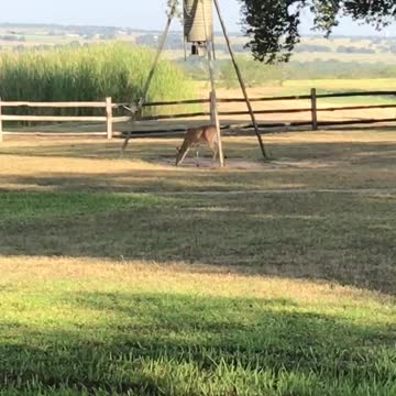 Never had a deer hang out so close to me